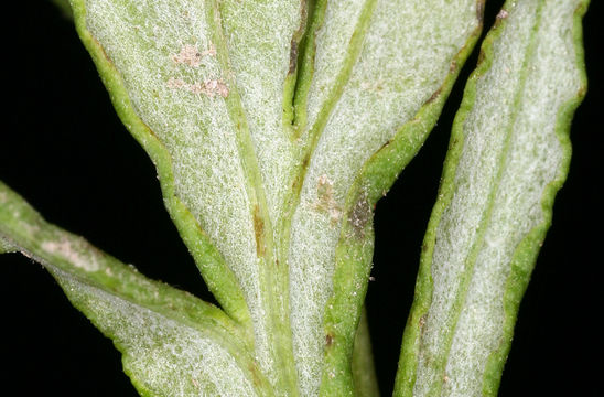 Image of white sagebrush