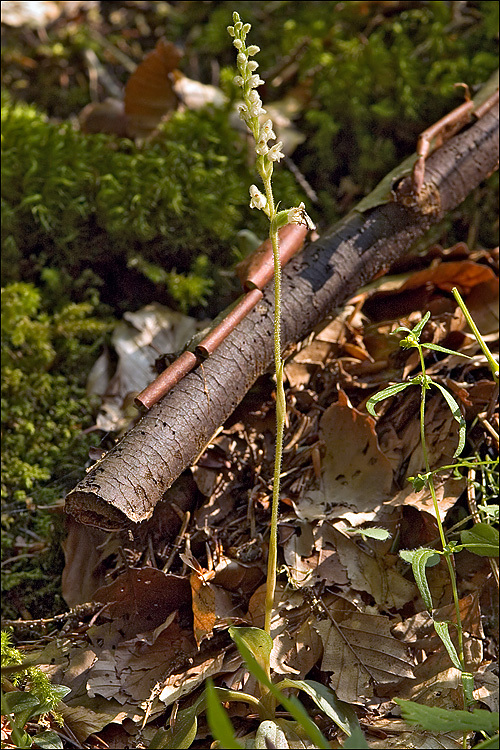 Image of Dwarf rattlesnake plantain (America)