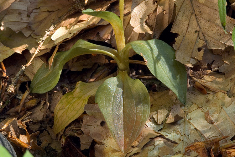 Image of Dwarf rattlesnake plantain (America)