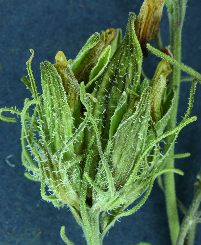 Image of bushy bird's beak