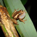 Image of Ochlandra shrub frog