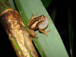 Image of Ochlandra shrub frog