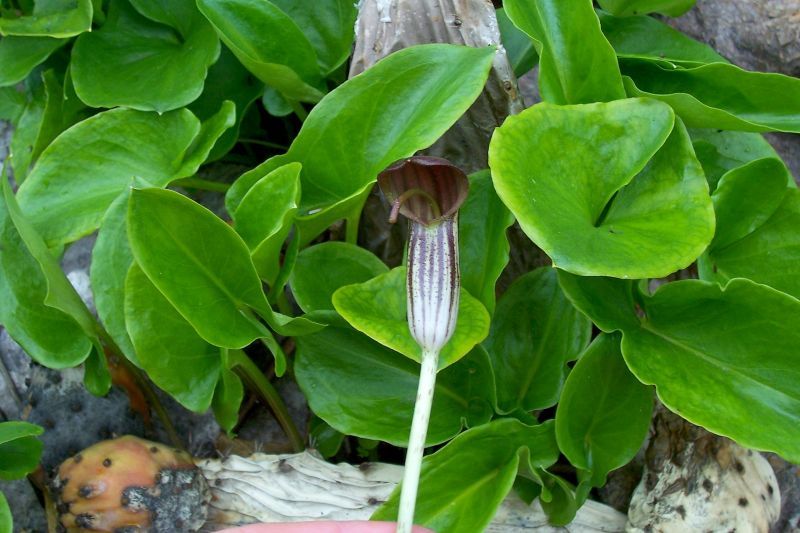 Imagem de Arisarum vulgare O. Targ. Tozz.