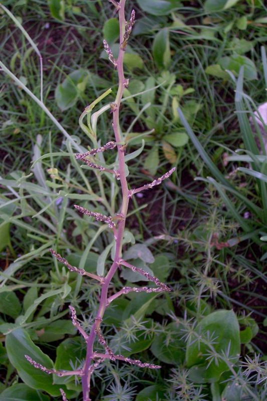 Image of Lesser Asparagus
