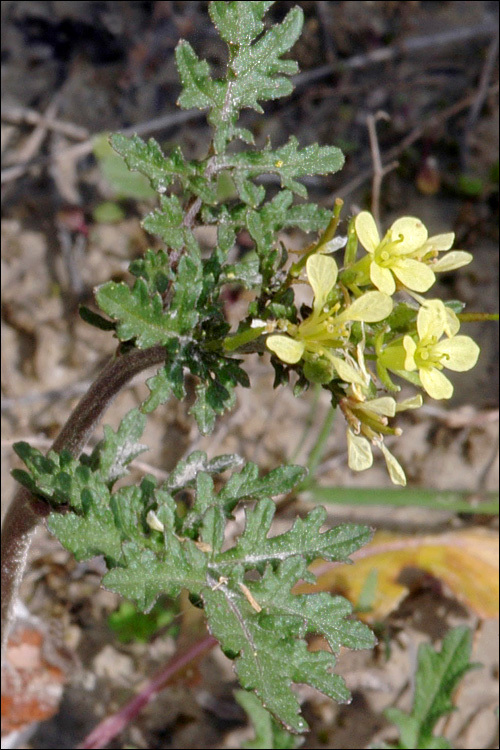 Image of common dogmustard