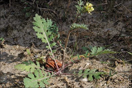 Image of common dogmustard