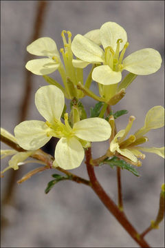 Image of common dogmustard