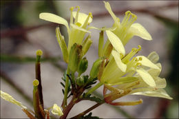 Image of common dogmustard