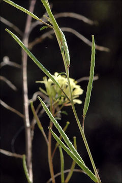 Image of common dogmustard