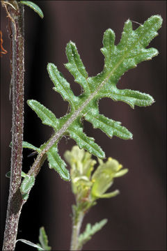 Image of common dogmustard