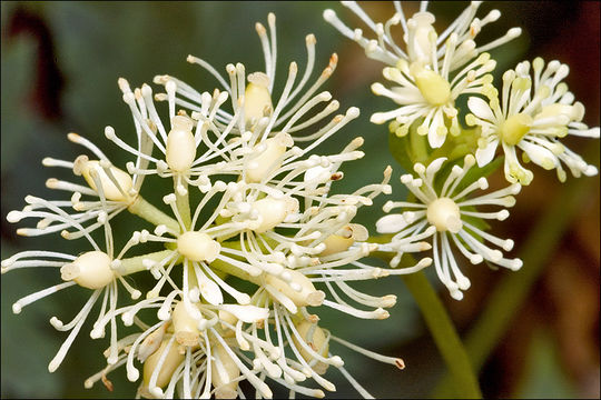 Image of Baneberry