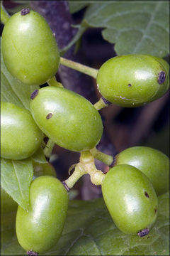 Image of Baneberry