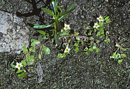 Sivun Bacopa eisenii (Kellogg) Pennell kuva