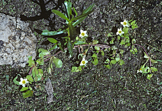 Image of Gila River Water-Hyssop