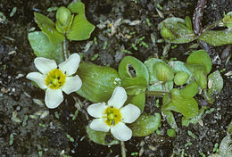 Bacopa eisenii (Kellogg) Pennell resmi