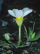 Bacopa eisenii (Kellogg) Pennell resmi