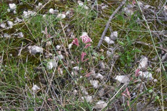 Image of squinancywort