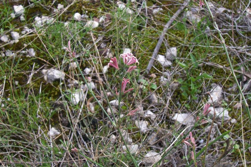 Image of squinancywort