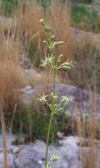 Image of spanish catchfly