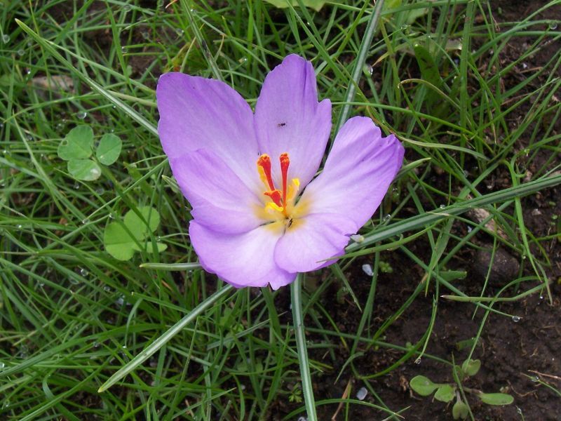 Crocus thomasii Ten. resmi