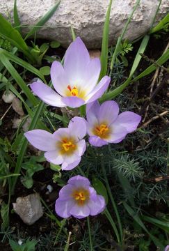 Image of Crocus thomasii Ten.