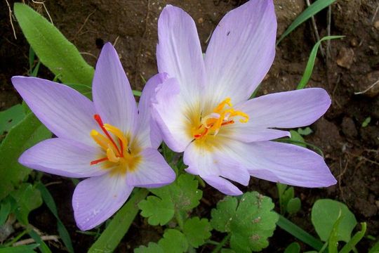 Crocus thomasii Ten. resmi