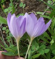 صورة Crocus thomasii Ten.