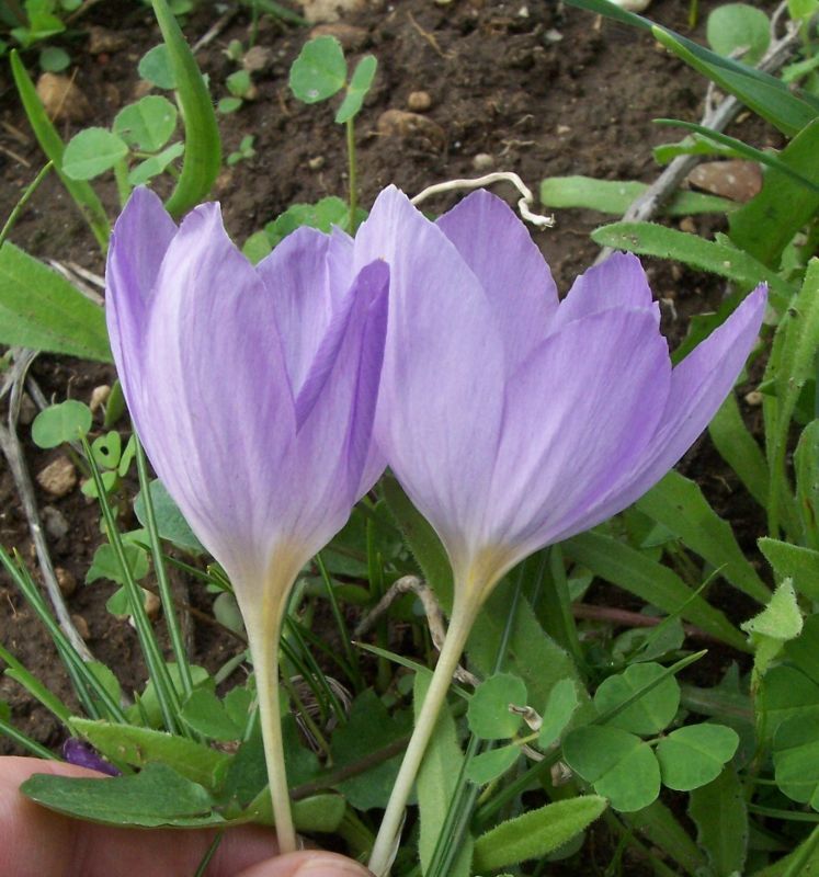 Image de Crocus thomasii Ten.