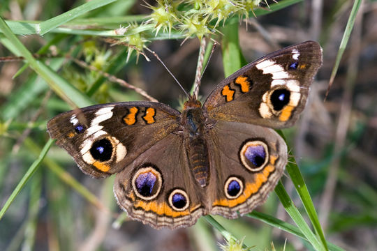 Image of Common buckeye