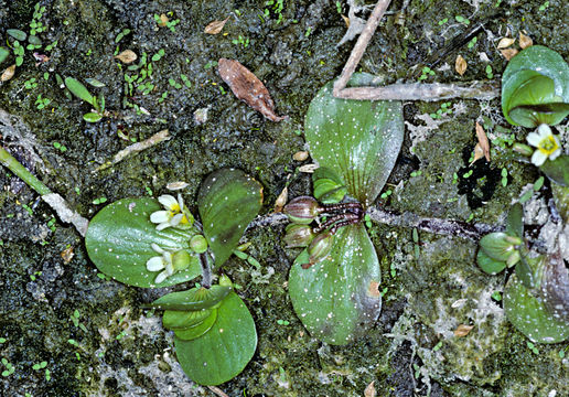 Image of disk waterhyssop