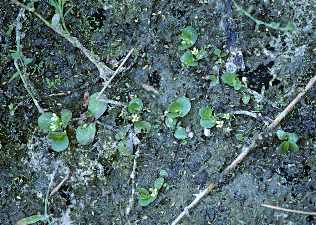 Bacopa rotundifolia (Michx.) Wettst. resmi