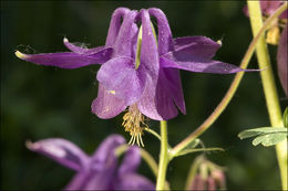 Слика од Aquilegia nigricans Baumg.