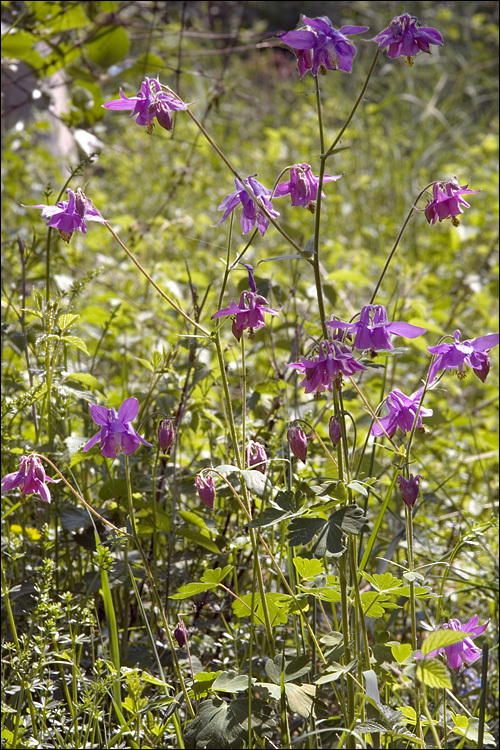 Image of Bulgarian Columbine