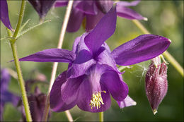 Слика од Aquilegia nigricans Baumg.