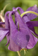 Image of Bulgarian Columbine