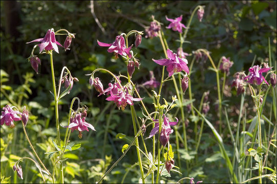 Imagem de Aquilegia nigricans Baumg.