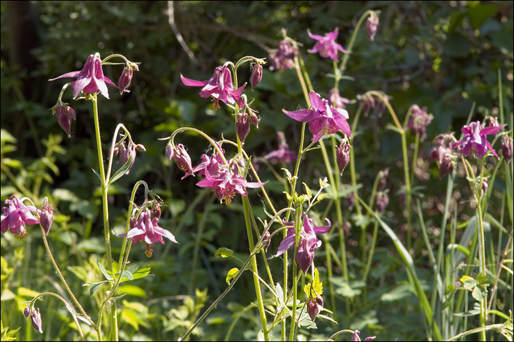 Слика од Aquilegia nigricans Baumg.