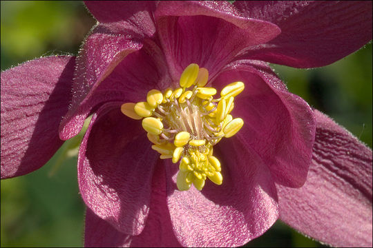 Image of Bulgarian Columbine