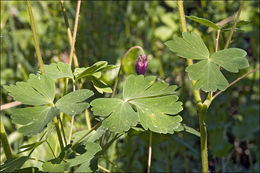 Image of Bulgarian Columbine