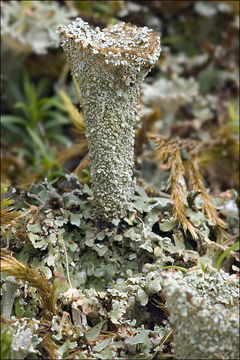 Image de Cladonia pyxidata (L.) Hoffm.