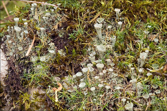 Imagem de Cladonia pyxidata (L.) Hoffm.