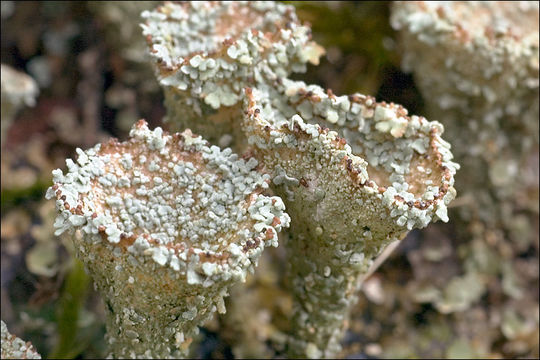 Image of cup lichen