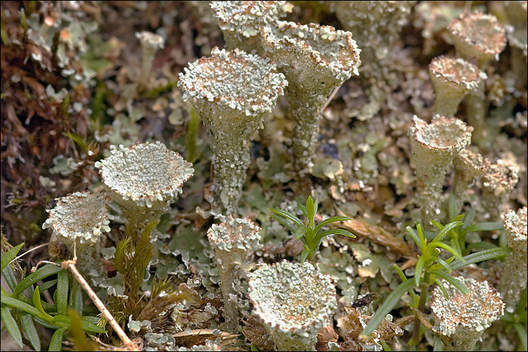 Image of cup lichen