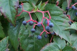 Image of Virginia creeper