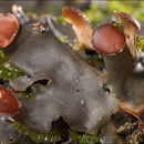 Image of Flat-fruited pelt;   Horizontal felt lichen