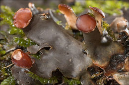 Image of Flat-fruited pelt;   Horizontal felt lichen