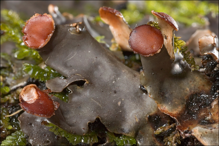 Слика од Peltigera horizontalis (Huds.) Baumg.