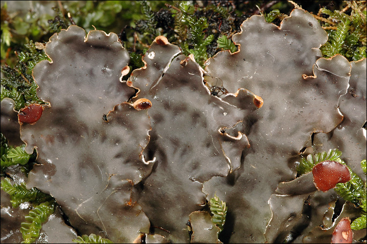 Image of Flat-fruited pelt;   Horizontal felt lichen