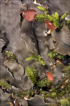 Image of Flat-fruited pelt;   Horizontal felt lichen