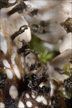 Image of Flat-fruited pelt;   Horizontal felt lichen